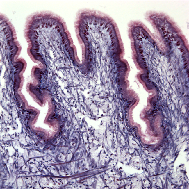 Clam Foot (Masson a microscopic image of a clam's foot, taken with a light microscope