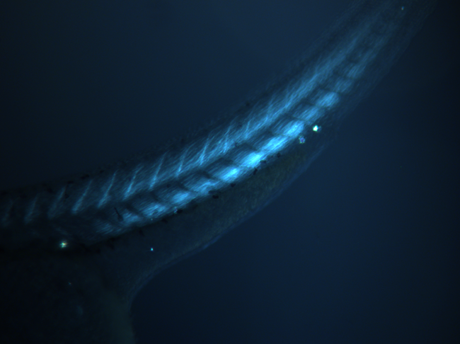 Fish (Fluorescence) a microscopic cross section of a fish using fluorescence, taken with a light microscope