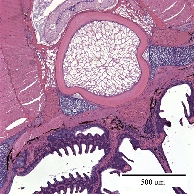 Lamprey (H&E) a microscopic image of a cross section of lamprey cells, taken with a light microscope