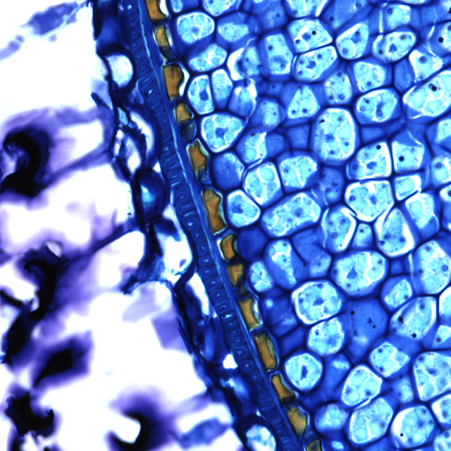 Seed (Toluidine Blue) a cross section of cells in a plant seed, taken with a light microscope