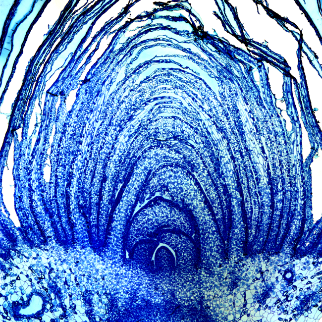 Spruce (Toluidine Blue) a microscopic image of spruce cells, taken with a light microscope