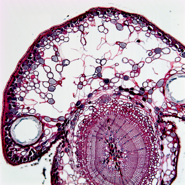 Western Red Cedar (Safranin O & Fast Green) a cross section of western red cedar cells, taken with a light microscope