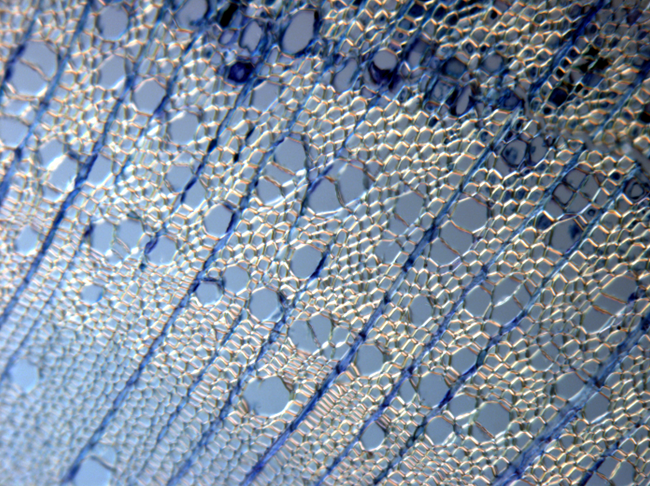 Wood (Toluidine Blue - DIC) a microscopic cross section of wood cells, taken with a light microscope