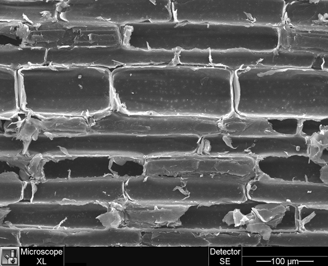Bassoon Reed (Long Section) a cross section of a bassoon reed taken with a scanning electron microscope