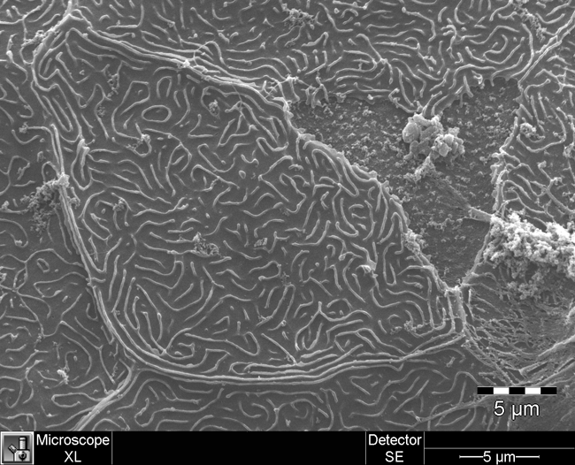 Fish Embryo Surface the surface of a fish embryo, taken with a scanning electron microscope