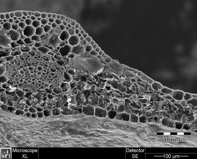Leaf Cross Section a cross section of a leaf, taken with a scanning electron microscope