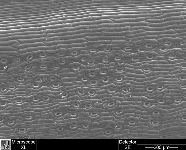 Sequoia Leaf (low mag) A low magnification image of a sequoia leaf, taken with a scanning electron microscope