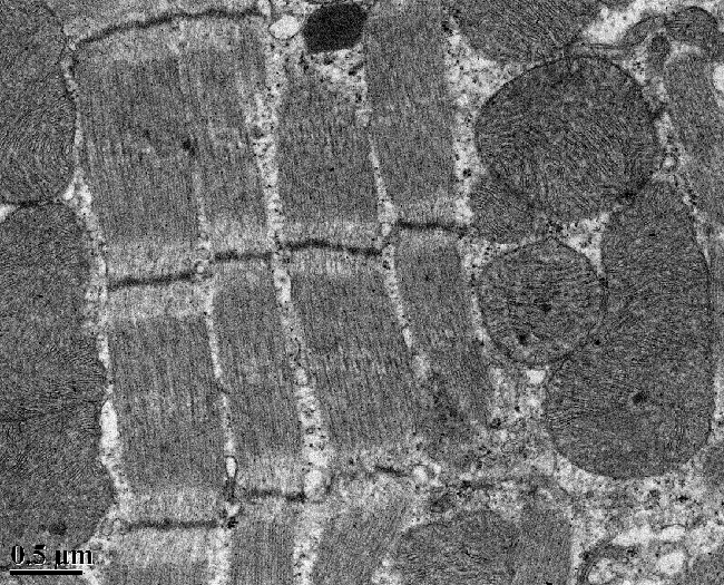 Muscle Fibers and Mitochondria microscopic image of muscle fibers and mitochondria, taken with a transmission electron microscope