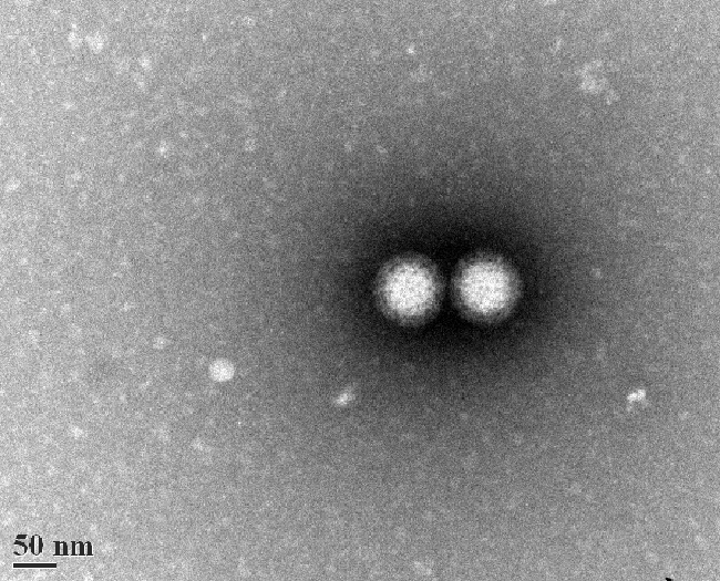 Virus (negative stain) a microscopic image of a virus shaped like two side-by-side circles, taken with a transmission electron microscope
