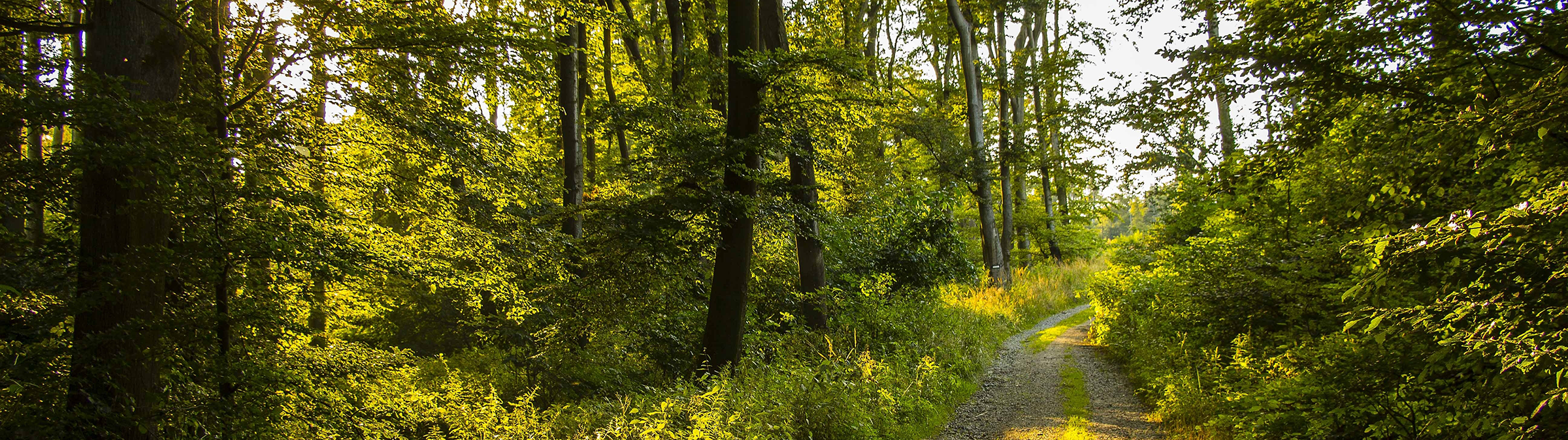Forest with walking path