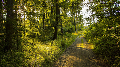 Forest and walking path