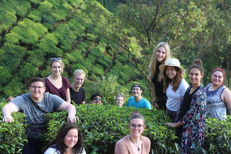 Tea plantations in the mountains of southern India