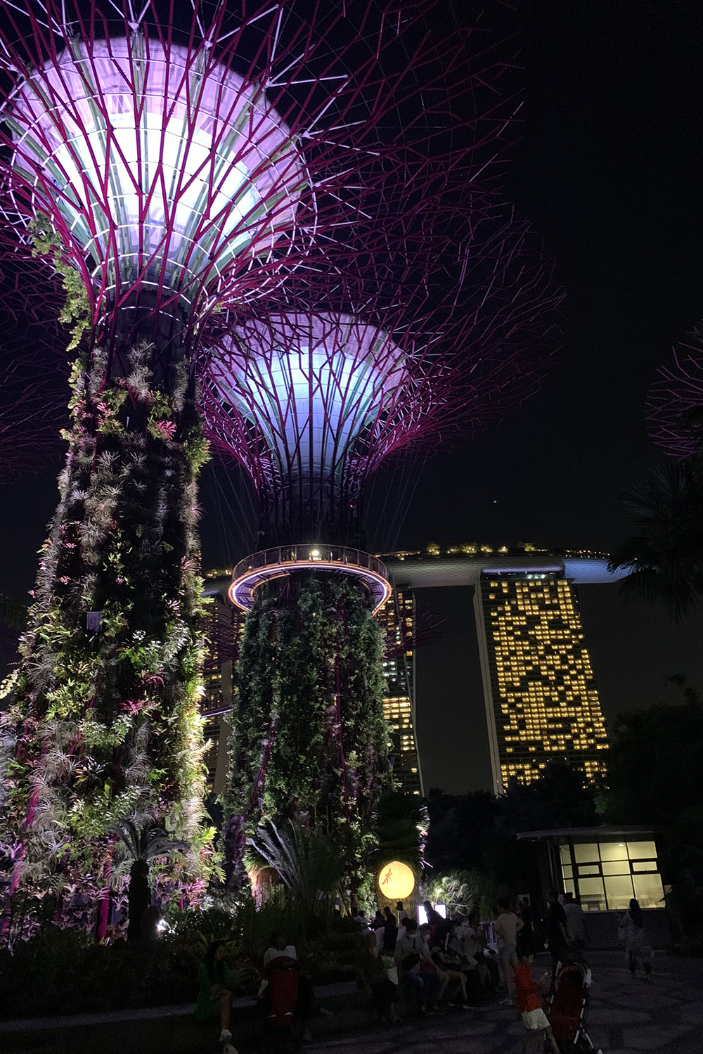 Supertree Grove in Gardens by the Bay