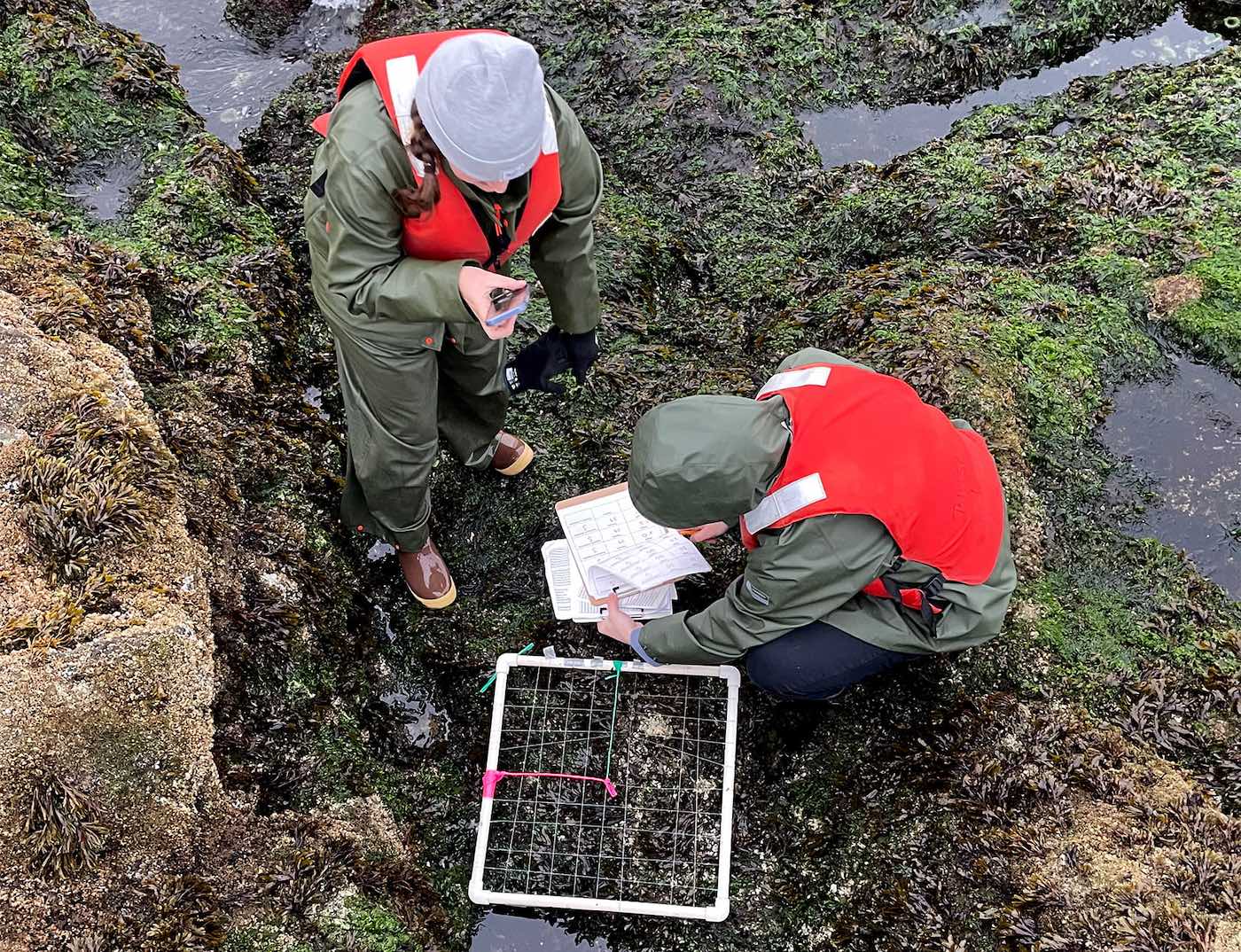 Two students dressed in wet weather clothes look at the wet ground with a grid devide and make notes