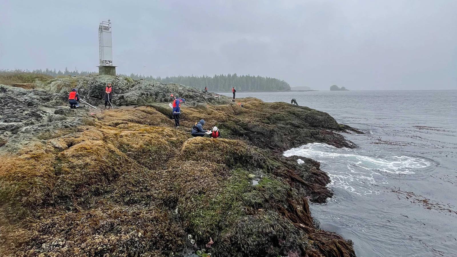 Students participate in the experiential, hands-on course work on Vancouver Island in a foggy, overcast day on a rocky and mossy beach