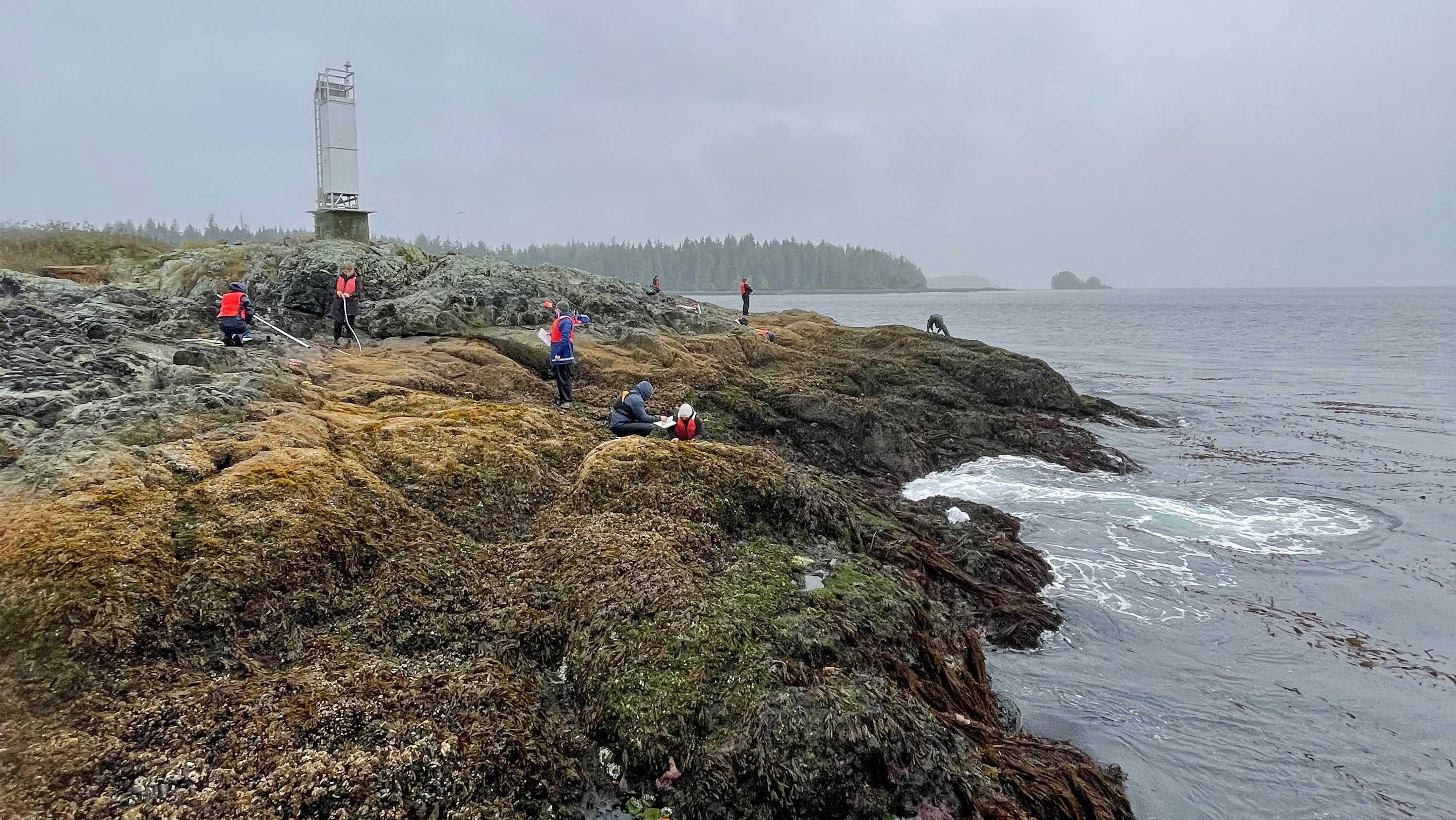 Students collect samples on a mossy beach on Vancouver Island on an overcast day