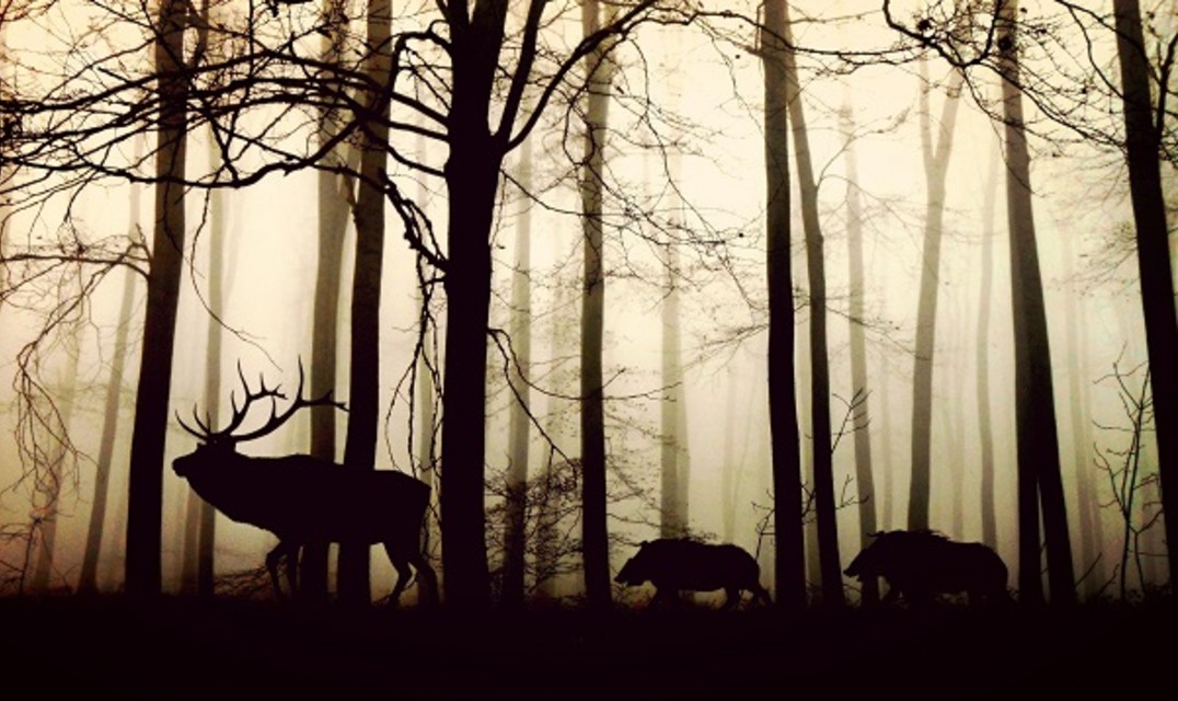 Elk bull being followed by two boars in single file in a forest
