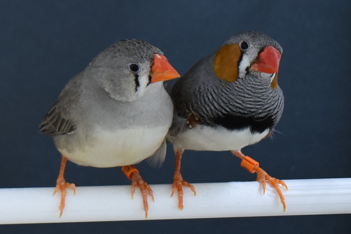 A pair of zebra finches, a female on the left and a male on the right, stand on a perch.